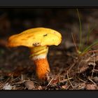 Pilz