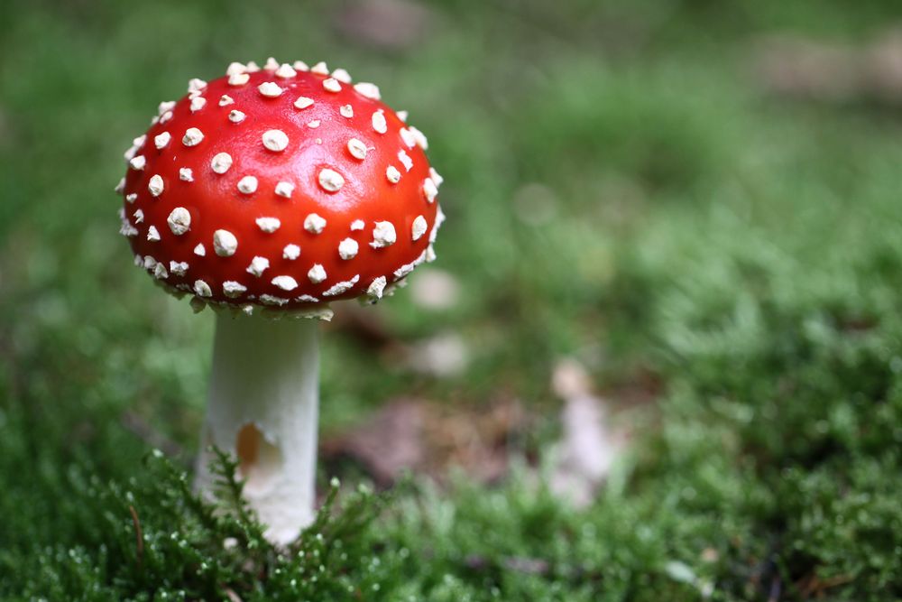Pilz Foto & Bild pflanzen, pilze & flechten, natur Bilder auf