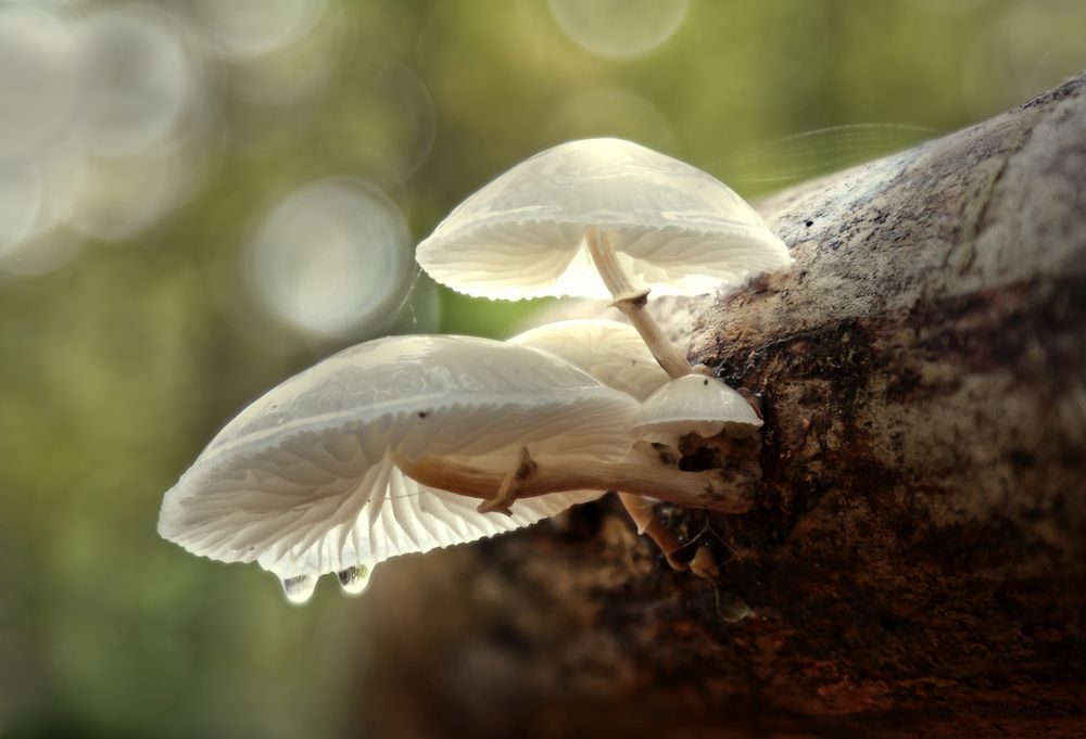 Pilz Foto & Bild | fotos, makro, natur Bilder auf fotocommunity