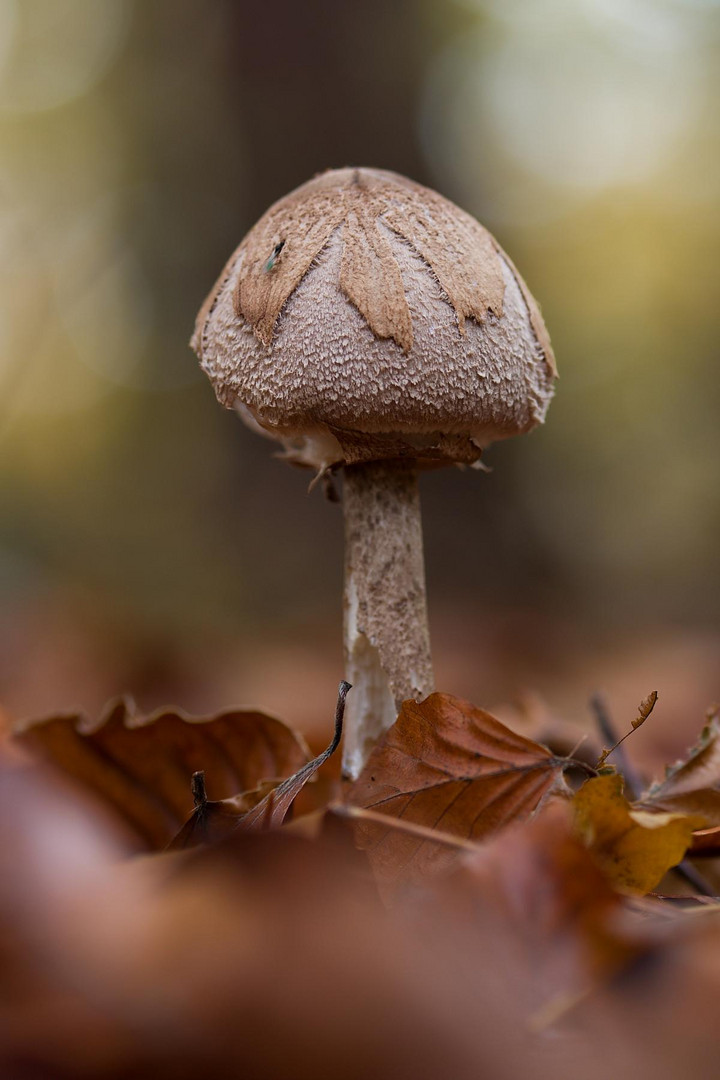 Pilz