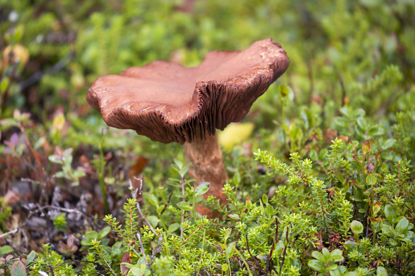 Pilz Foto &amp; Bild | wald, schweden, natur Bilder auf fotocommunity