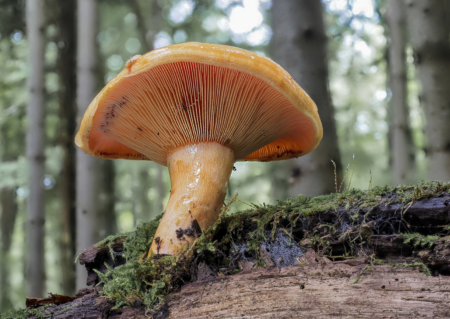Pilz Foto & Bild | pflanzen, pilze & flechten, pilze, makro Bilder auf ...