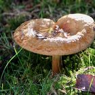 Pilz