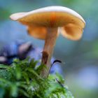 Pilz alias "Regenschirm"