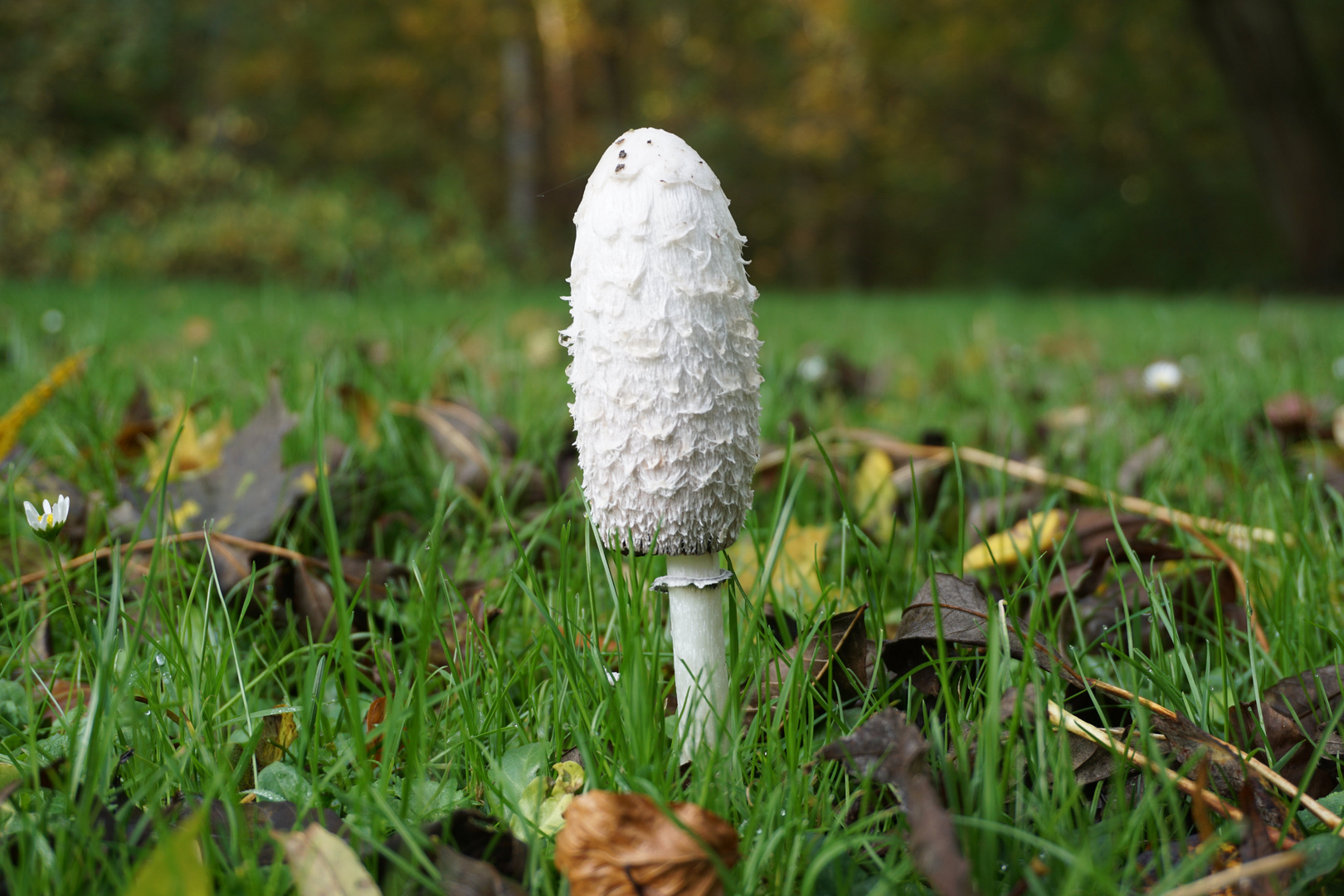 Pilz allein im Wald