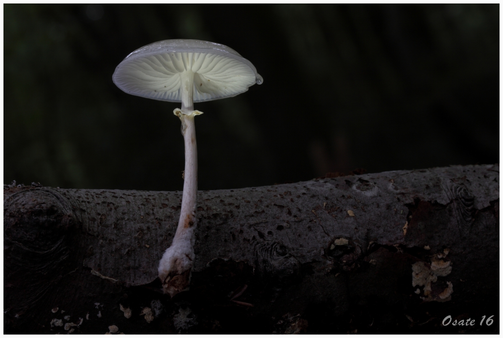 Pilz allein im Wald