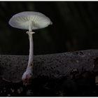 Pilz allein im Wald