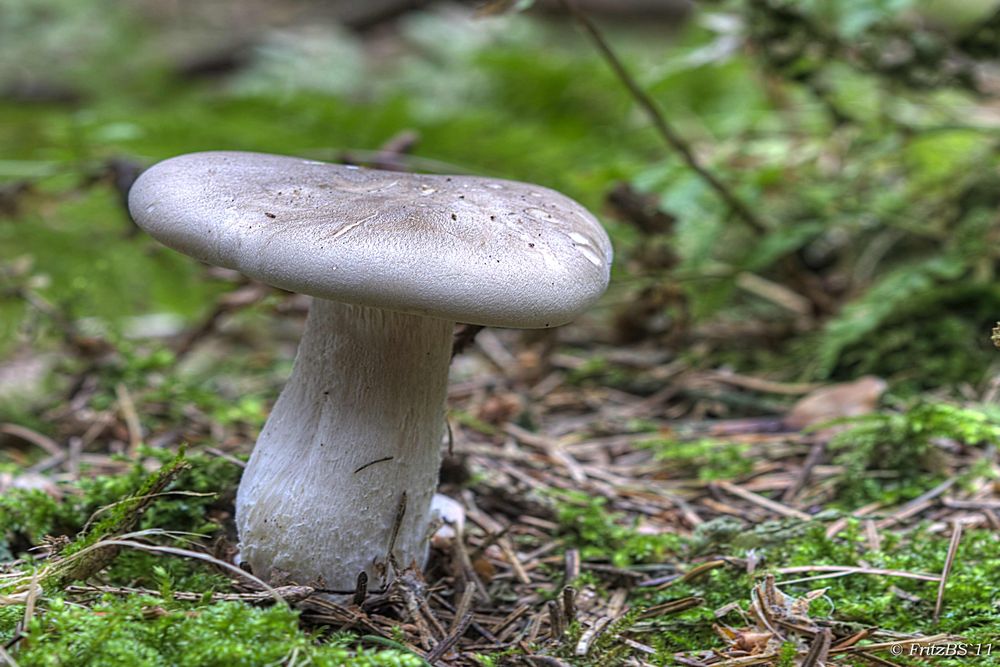 Pilz allein im Wald