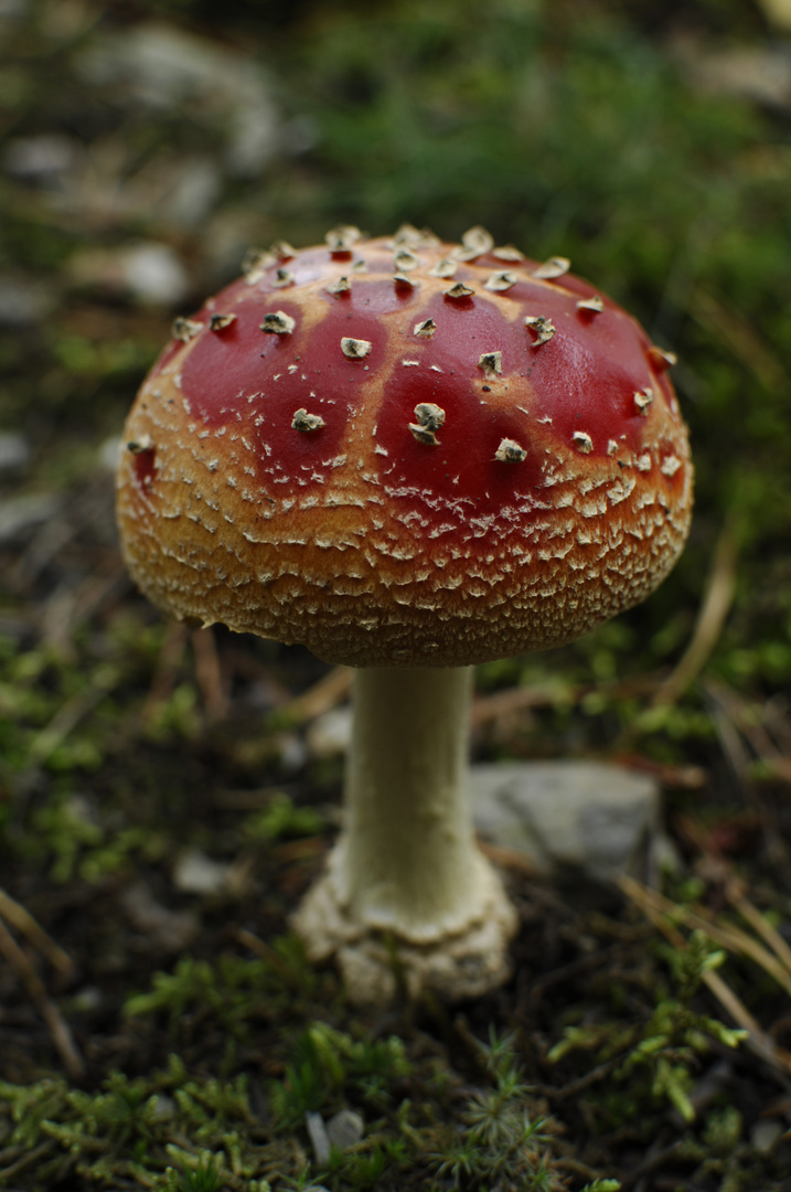 Pilz allein im Wald