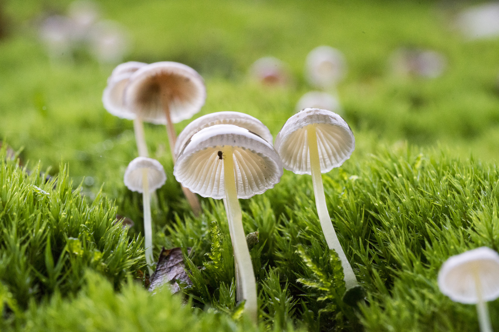 Pilz als Regenschirm