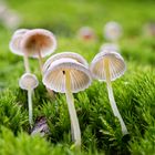 Pilz als Regenschirm