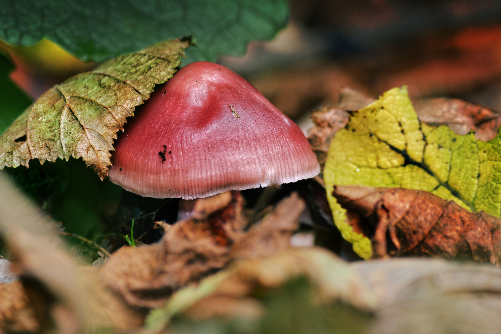 Pilz am Anfang vom Herbst 2013