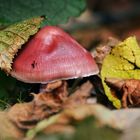 Pilz am Anfang vom Herbst 2013