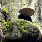 Pilz am Baum