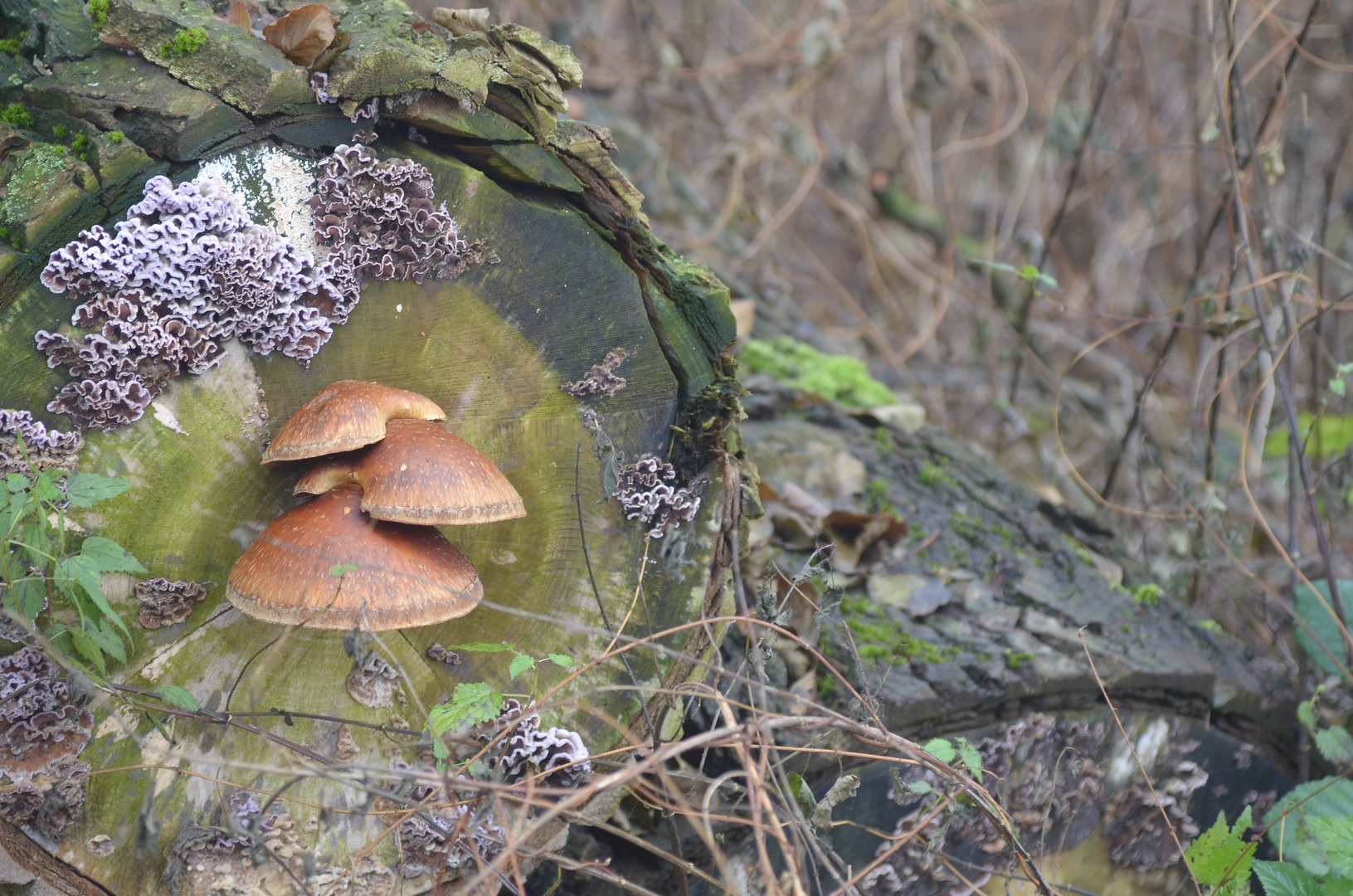 Pilz am Baum