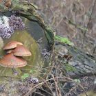 Pilz am Baum