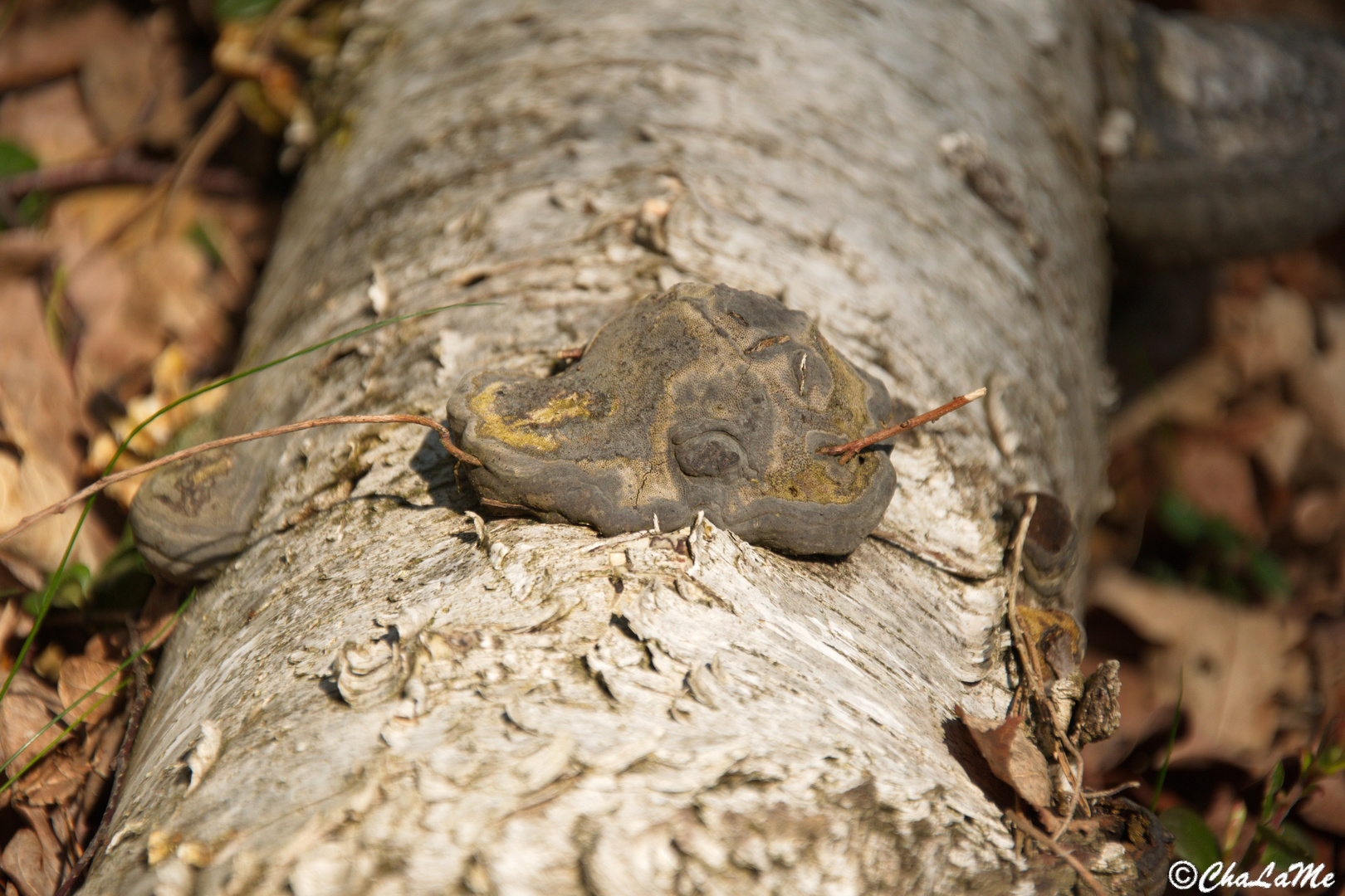 Pilz am Baum