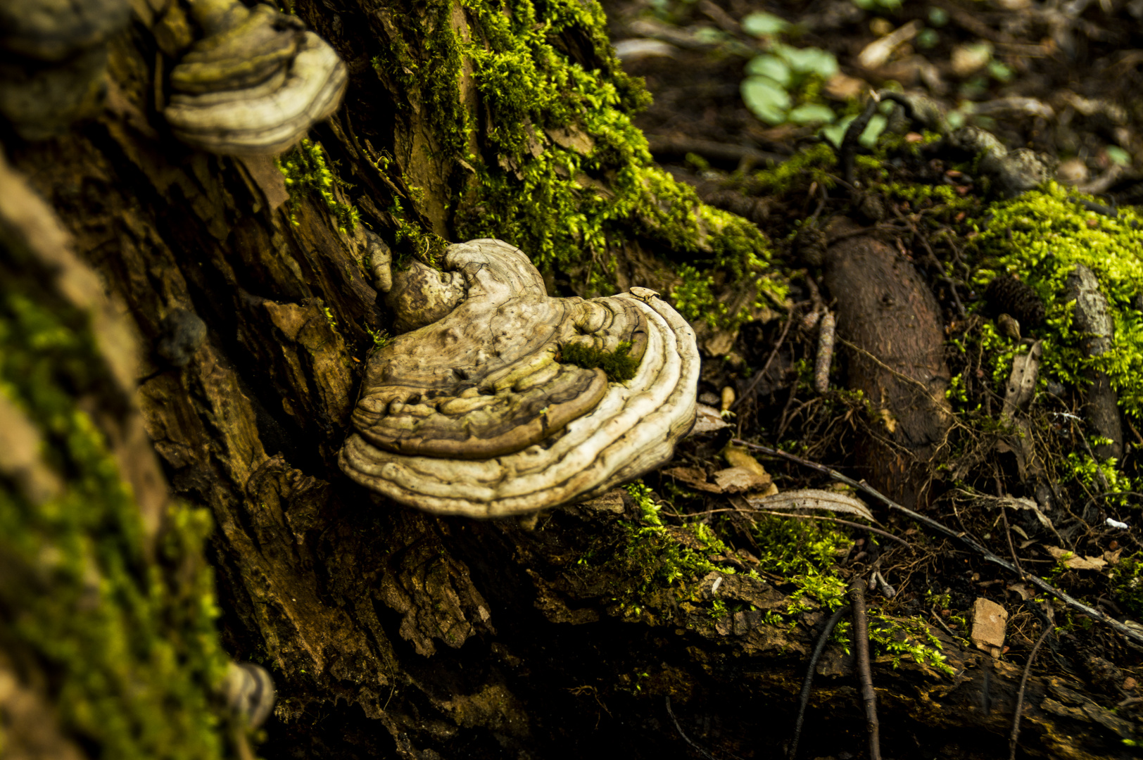 Pilz am baum