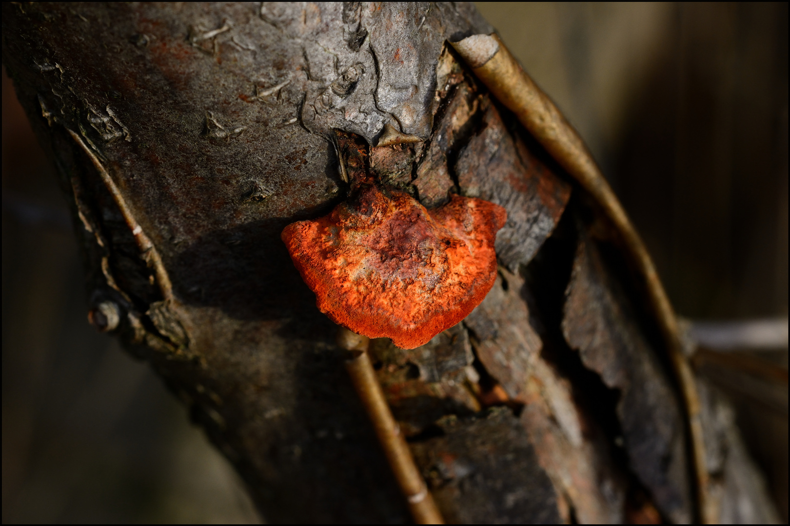 Pilz am Baum