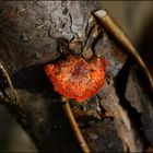 Pilz am Baum