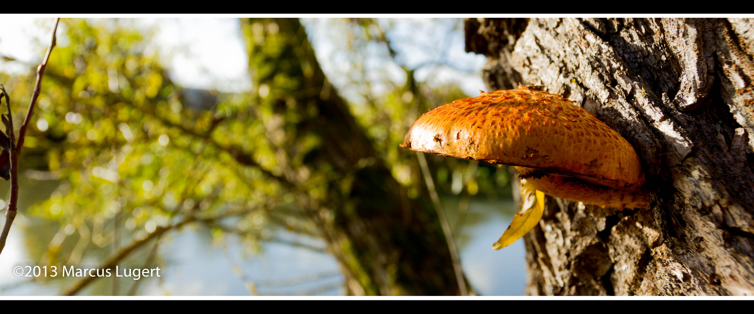 Pilz am Baum