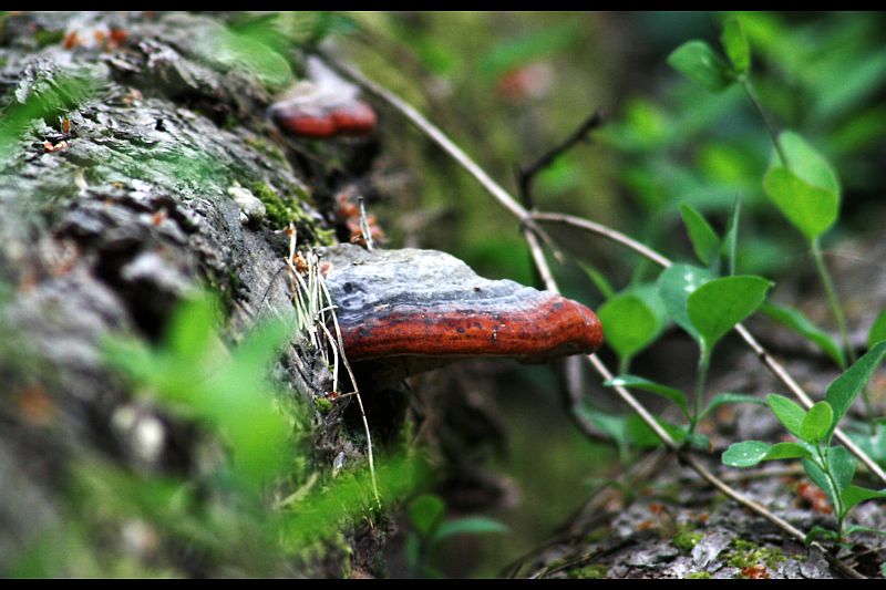 Pilz am Baum