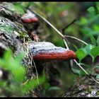 Pilz am Baum