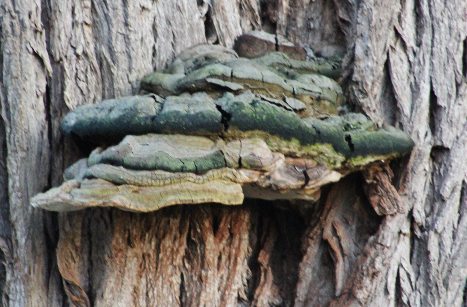 Pilz am Baum