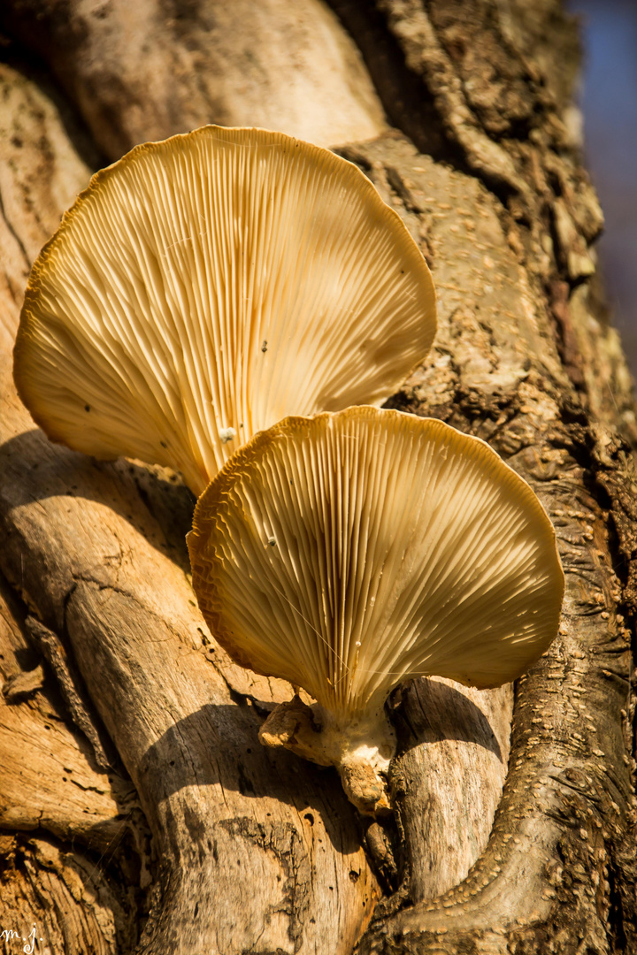 Pilz am Baum