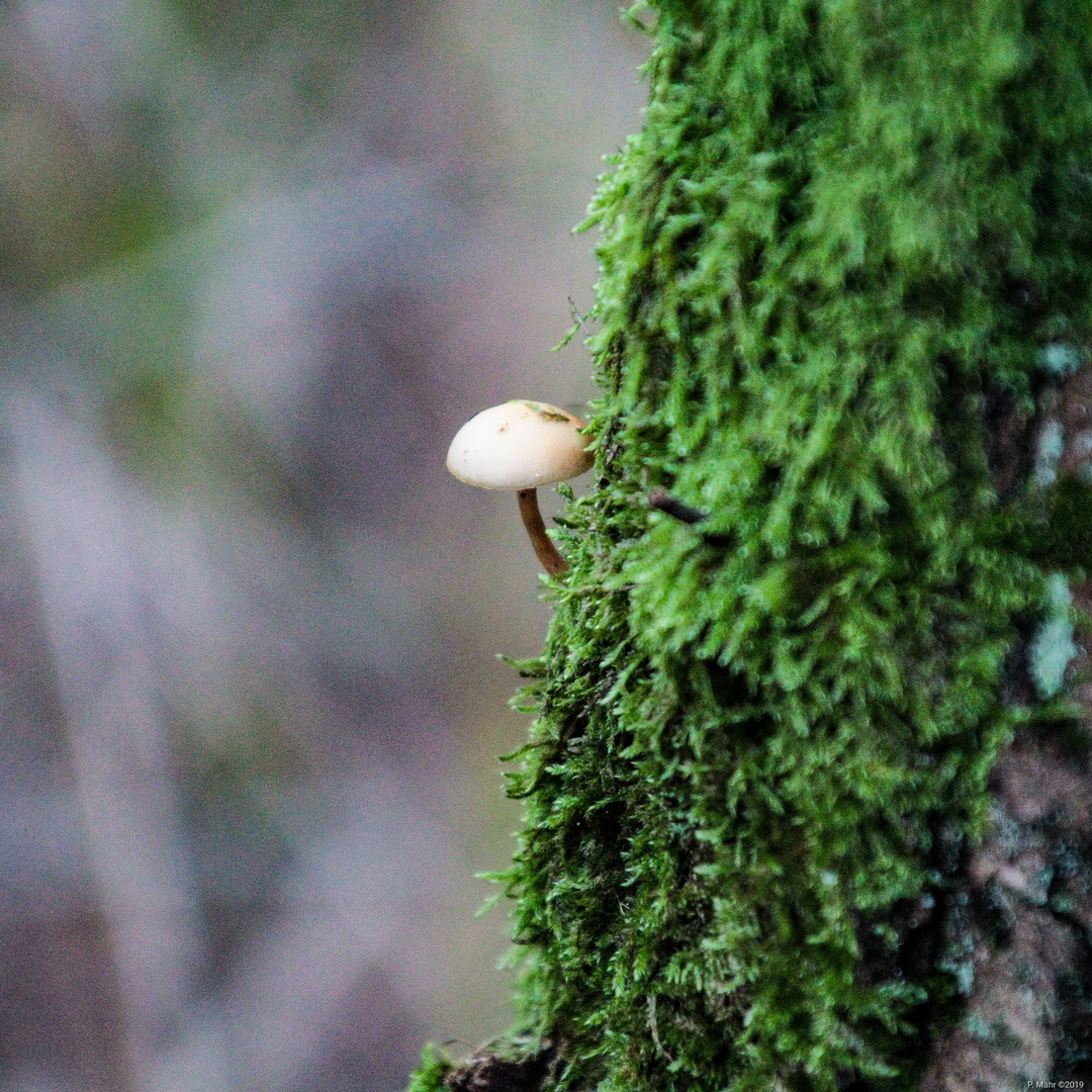 Pilz am Baum 