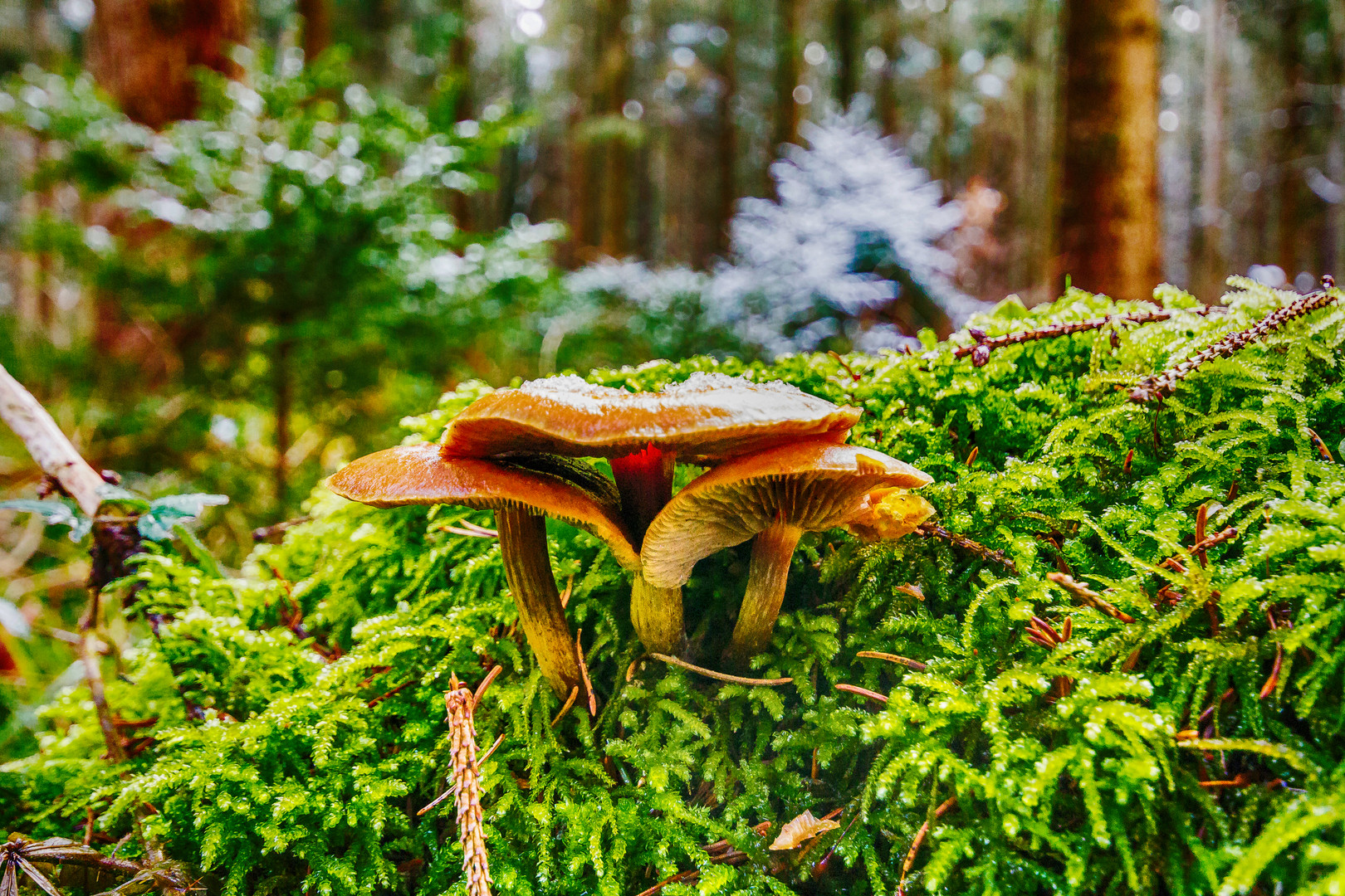 Pilz am Baum, Wachtelhau Sigmaringen