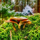 Pilz am Baum, Wachtelhau Sigmaringen