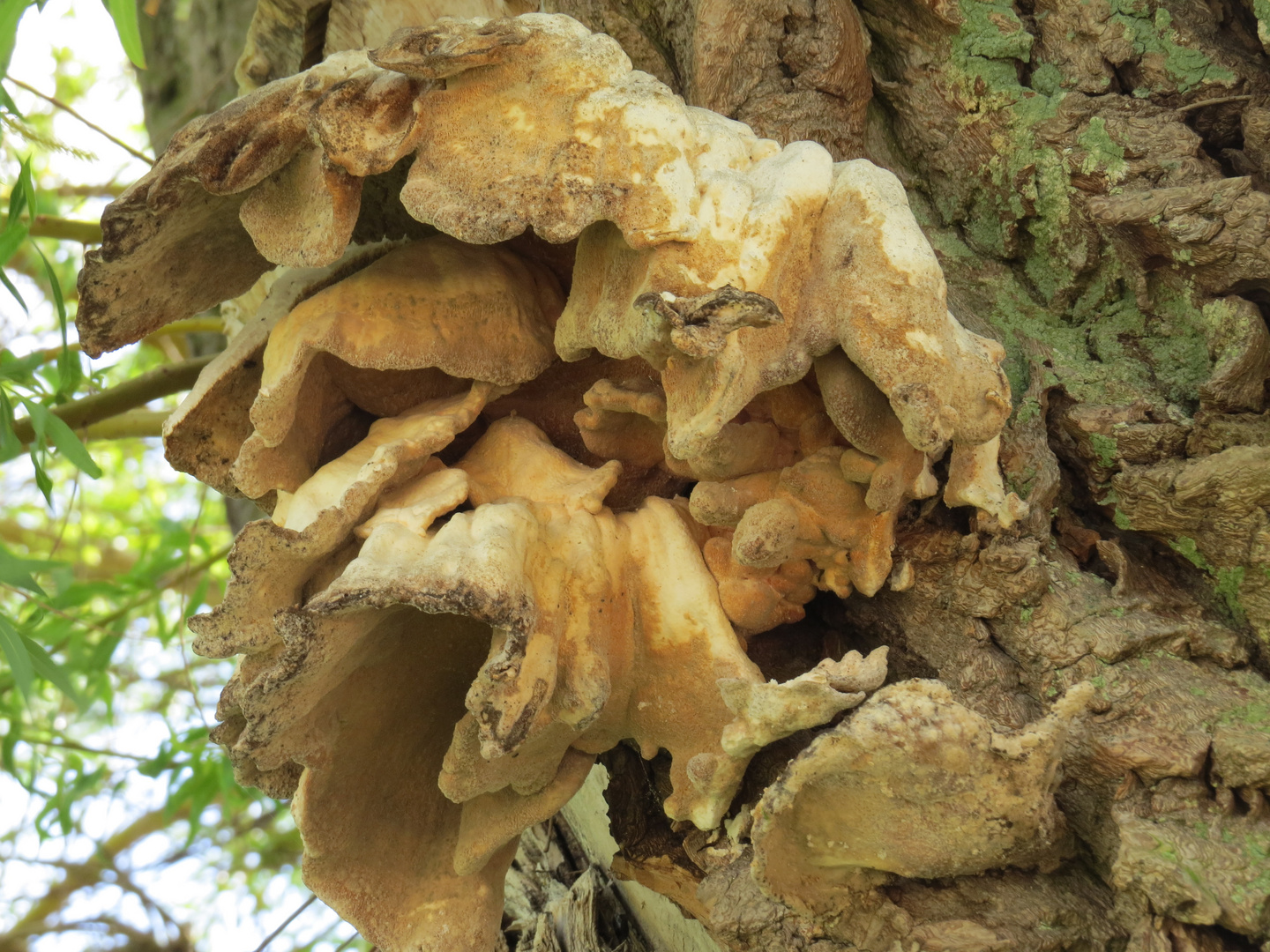 Pilz am Baumn in 3 meter Höhe 