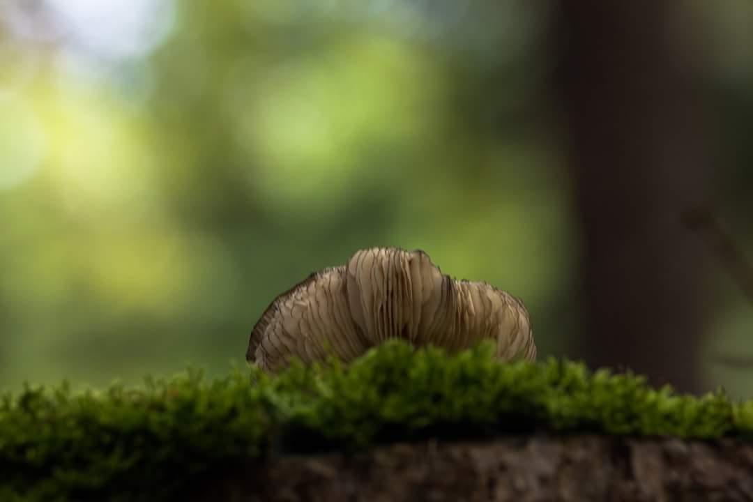 Pilz am Baumstamm