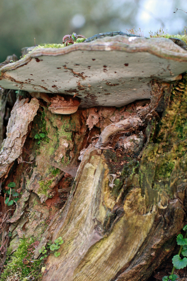 Pilz am Baumstumpf