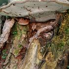 Pilz am Baumstumpf