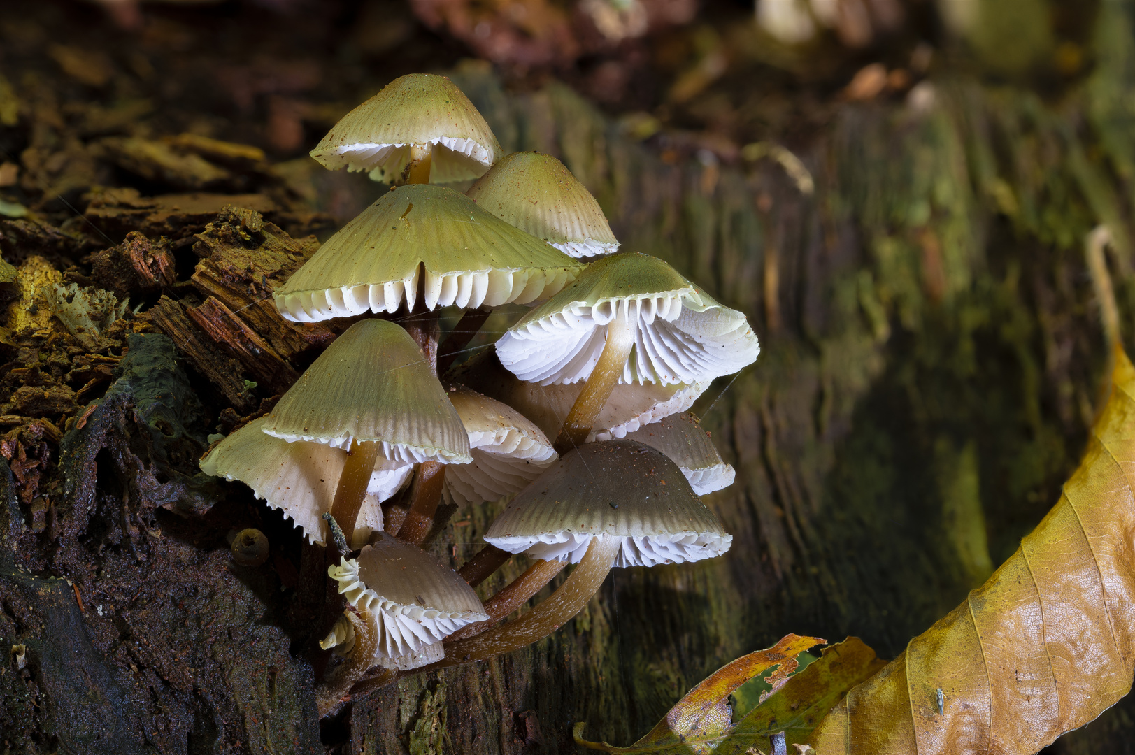 Pilz am Baumstumpf