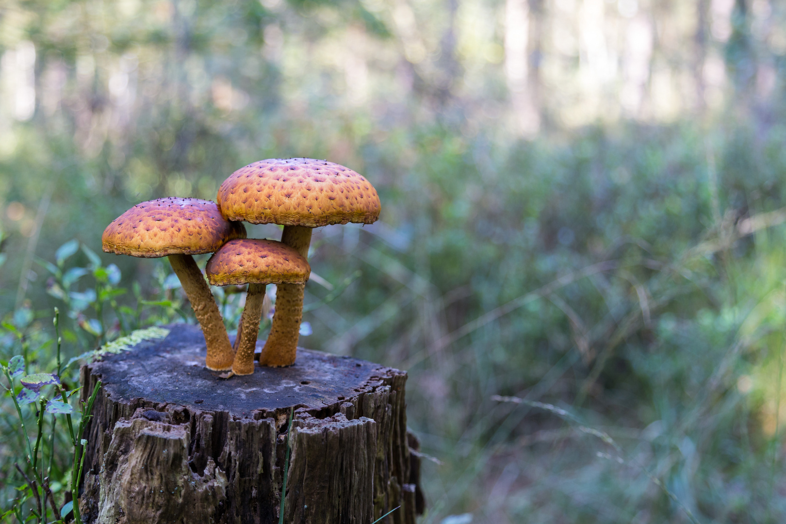 Pilz am Bullensee