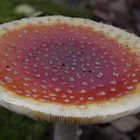 Pilz am Kinderspielplatz