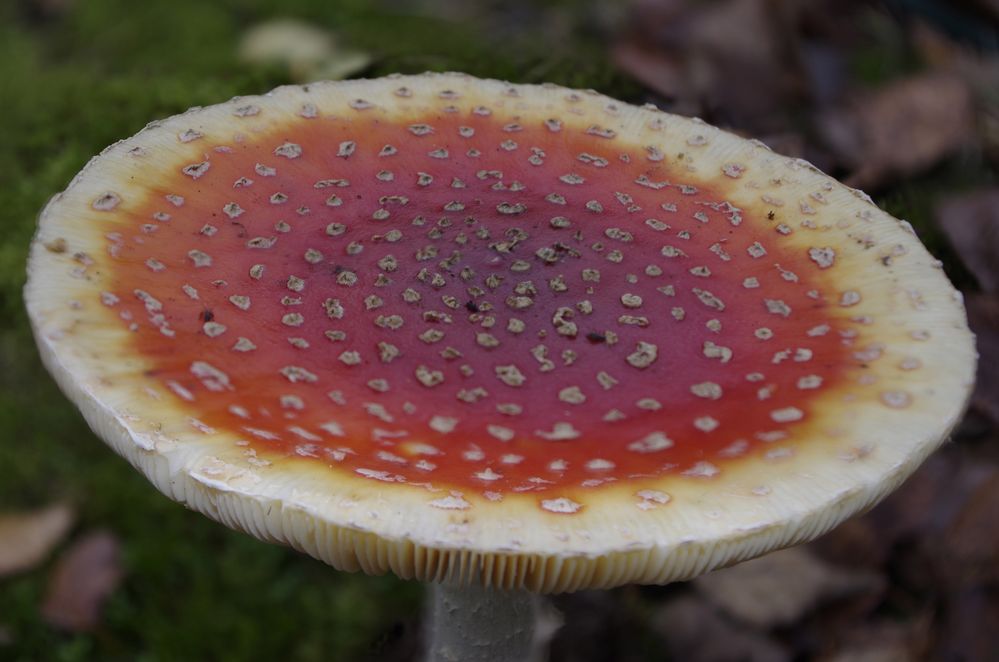 Pilz am Kinderspielplatz