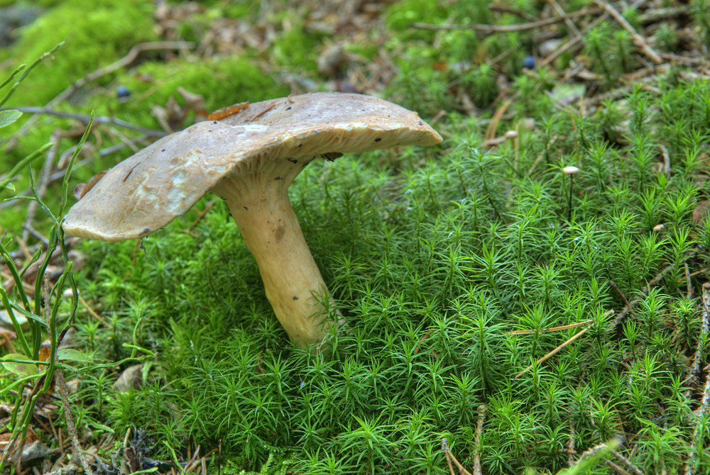 Pilz am Moorsee Etang de la Gruére (JU), Schweiz