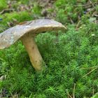 Pilz am Moorsee Etang de la Gruére (JU), Schweiz