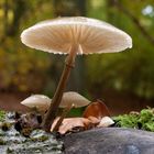 Pilz am Ochsenwurzelkopf im Nationalpark Kellerwald