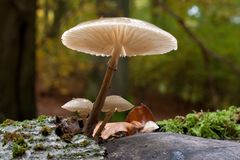 Pilz am Ochsenwurzelkopf im Nationalpark Kellerwald