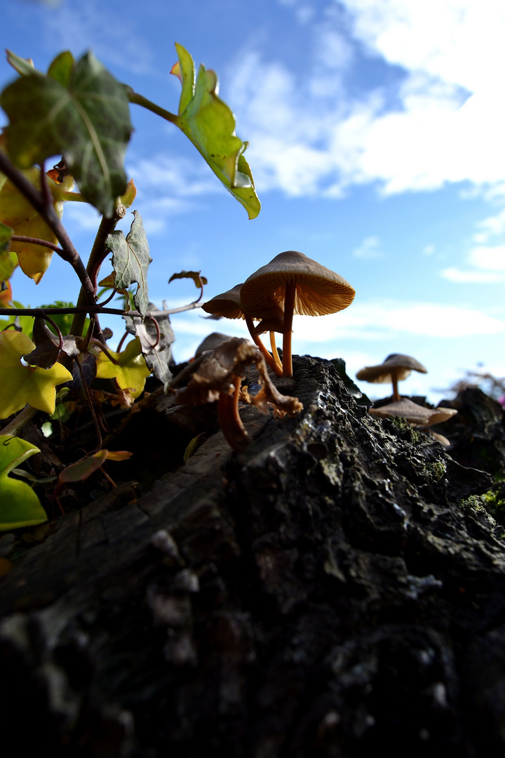 Pilz am Stamm