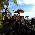 Pilz am Stamm