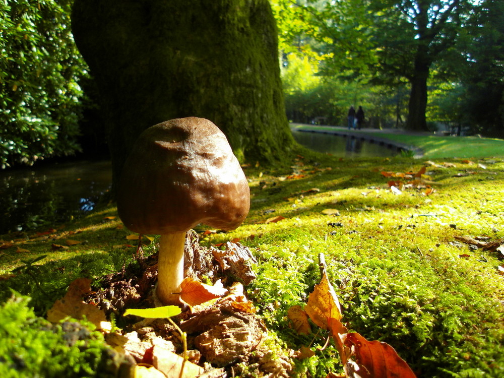 Pilz am Teich