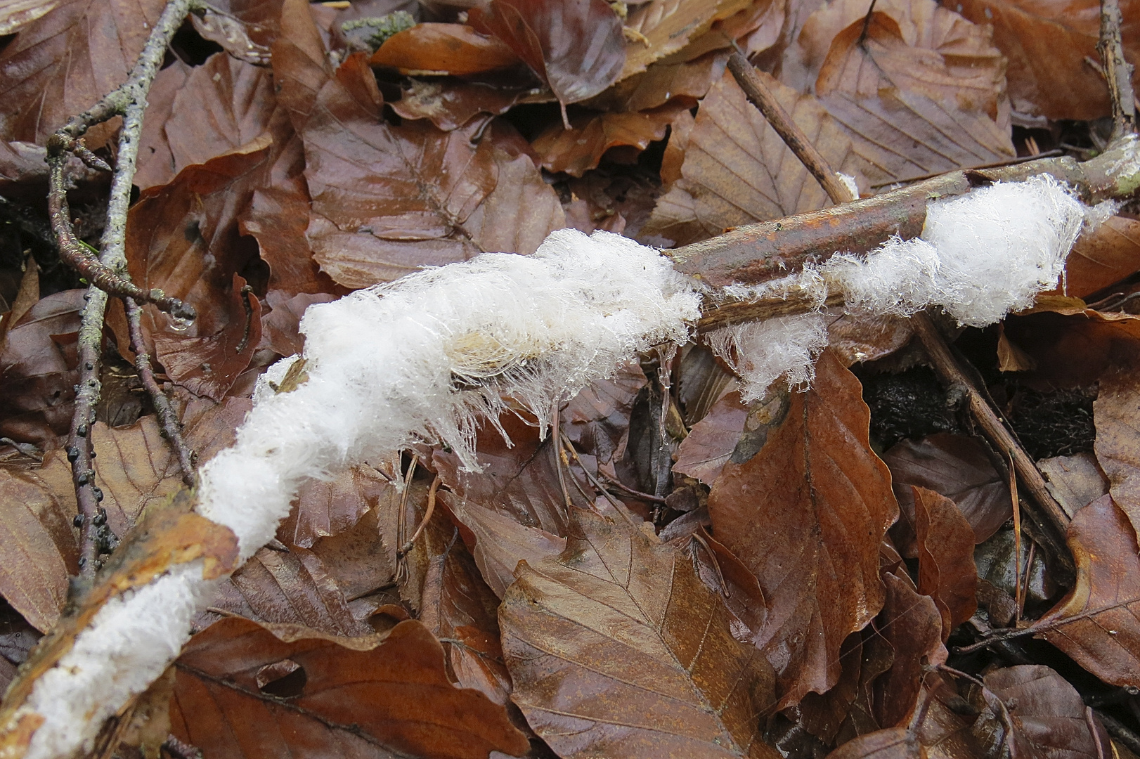 Pilz am Toten Holz - gesehen am 11.12.15-