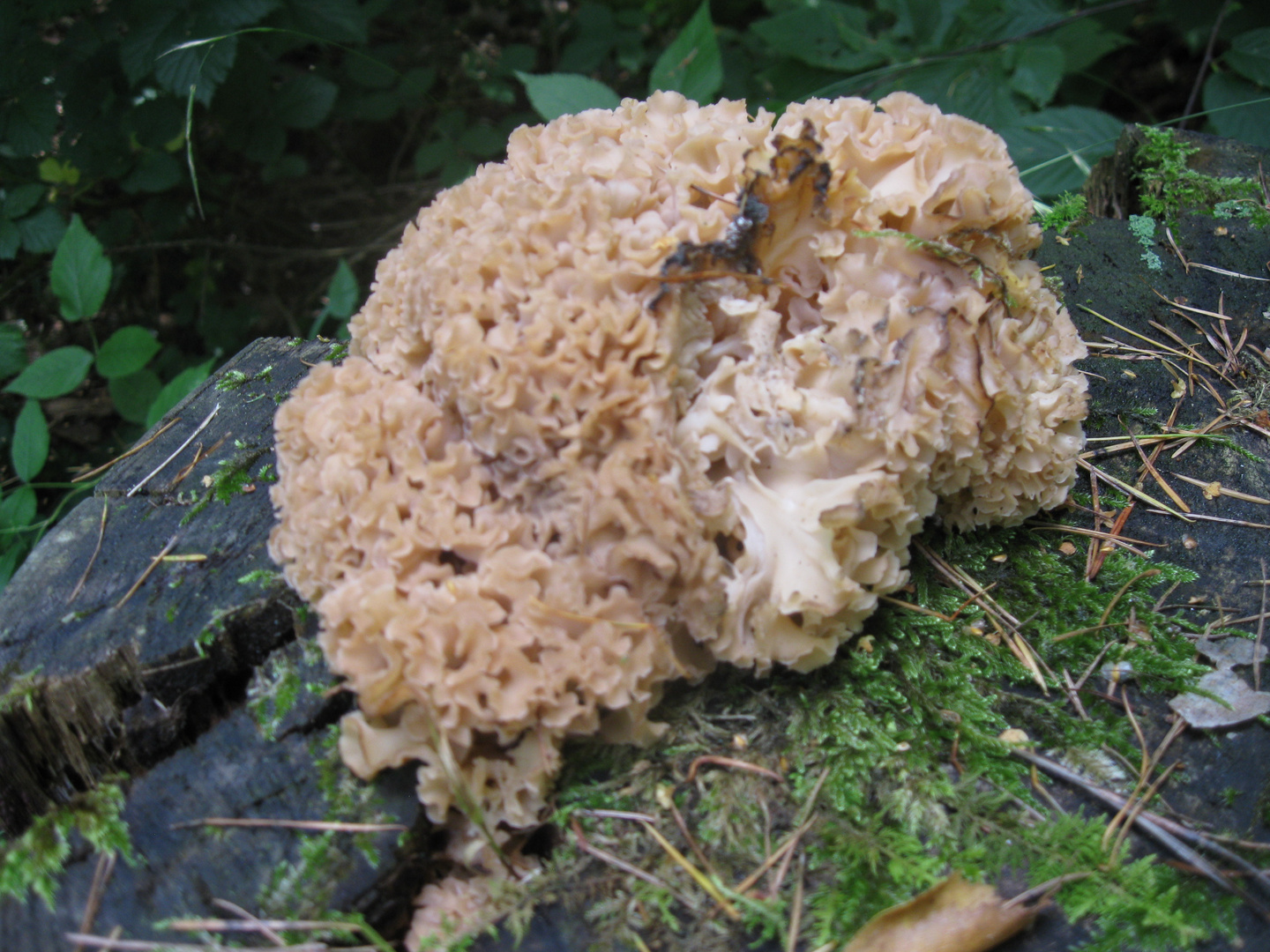 Pilz am Waldlehrpfad Freising an der Plantage