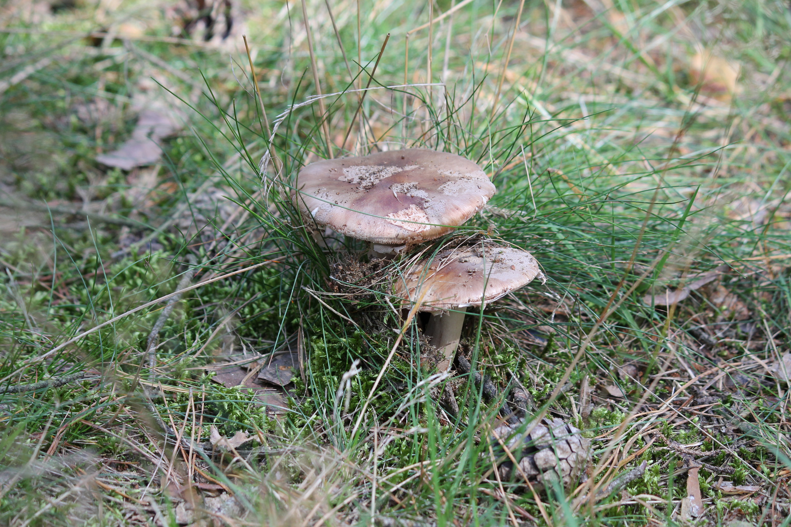 Pilz am Wegesrand